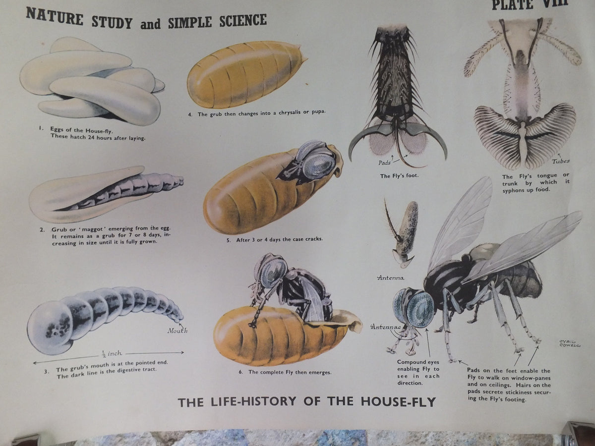 Original Vintage British Educational Poster Life History of a House Fly fauna flora nature plant print wall art botanical 1950s