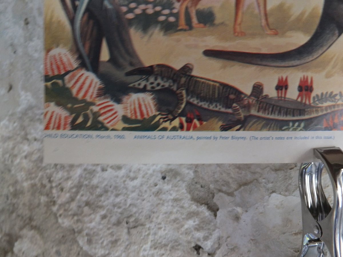 Original Vintage British Child Education Australia Poster print emu kangaroo koala platypus wall art 1960 1960s