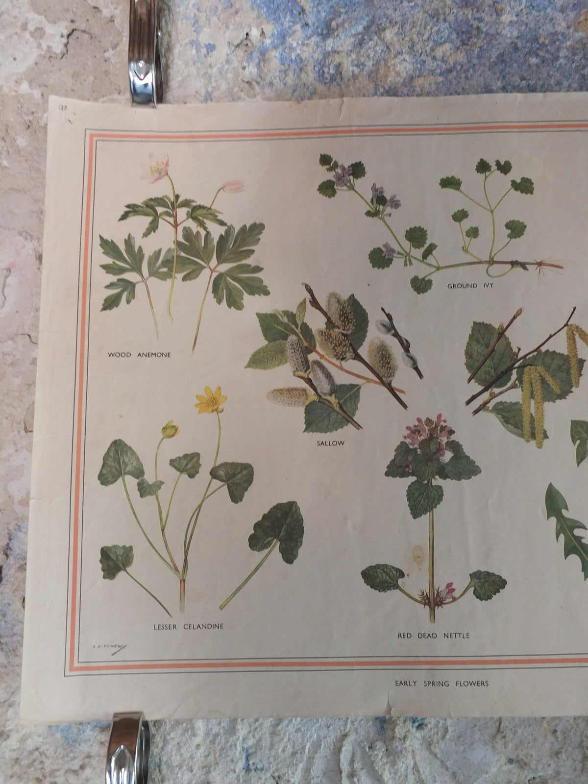 Original Vintage British Macmillan Educational Poster Early Spring flowers anemone daisy flora nature plant print wall art botanical 1950s