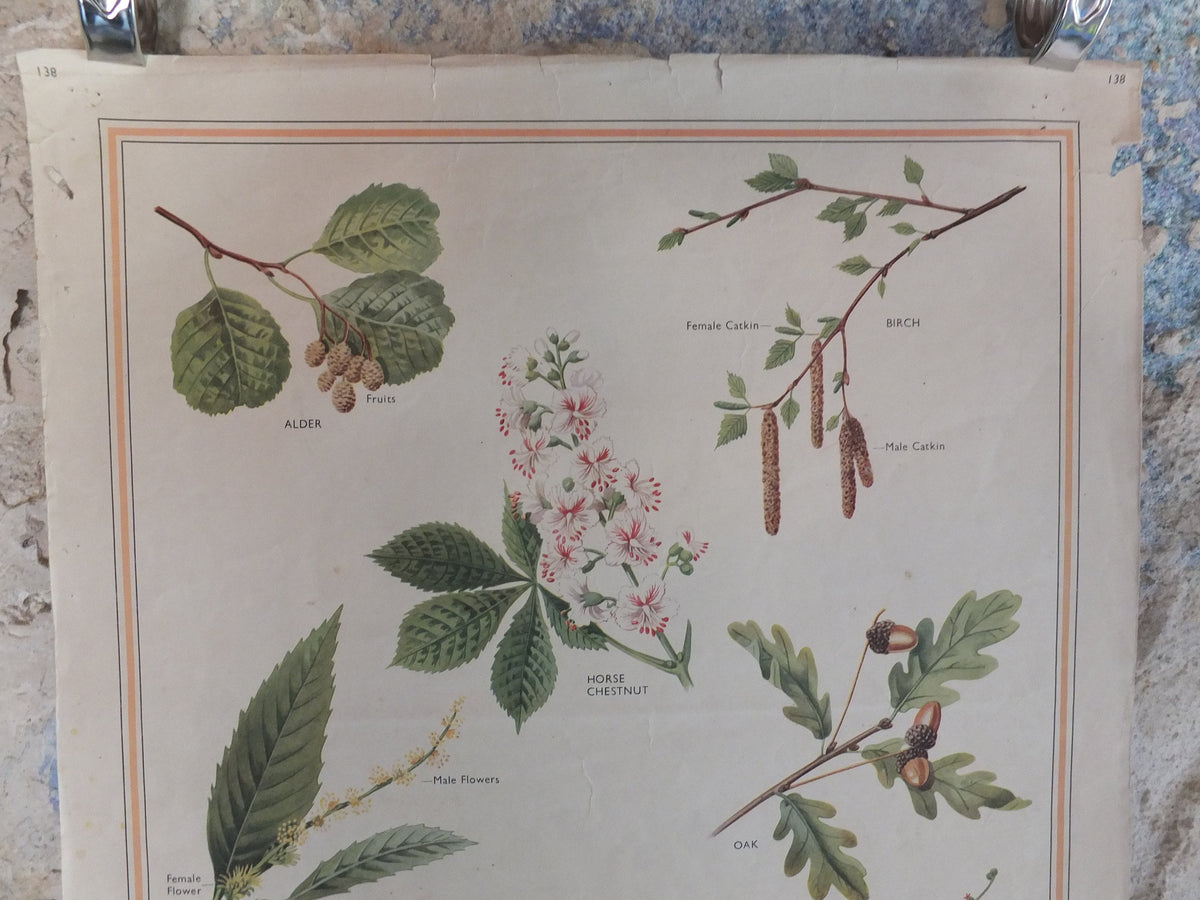 Original Vintage British Macmillan Educational Poster Parts of a Tree chestnut oak birch flora nature plant print wall art botanical 1950s
