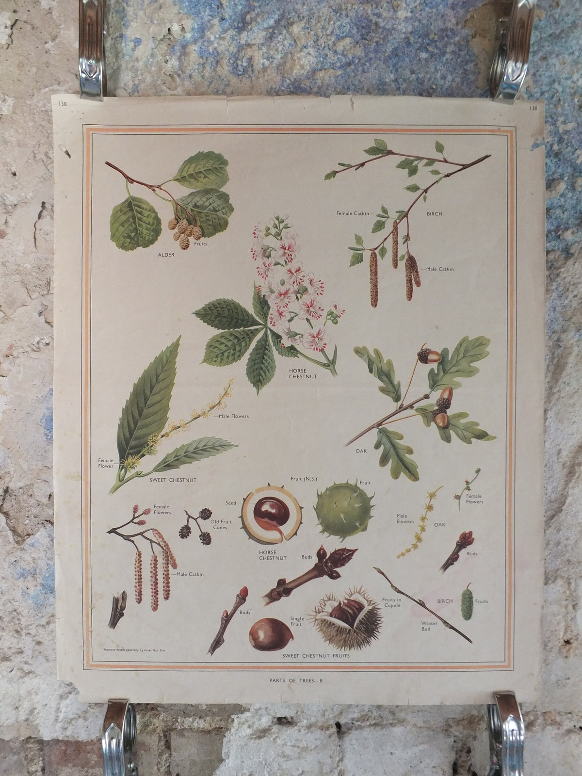 Original Vintage British Macmillan Educational Poster Parts of a Tree chestnut oak birch flora nature plant print wall art botanical 1950s