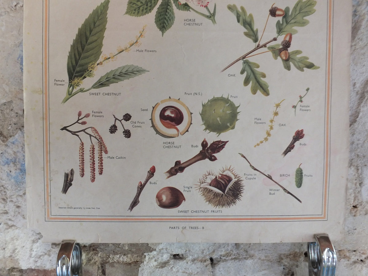 Original Vintage British Macmillan Educational Poster Parts of a Tree chestnut oak birch flora nature plant print wall art botanical 1950s