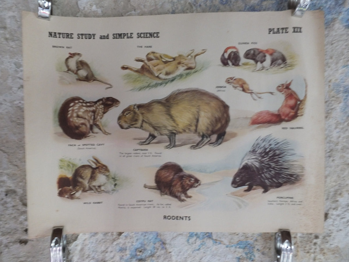 Original Vintage British Educational Poster Rodents rats mice animals flora nature porcupine rabbitprint wall art botanical 1950s