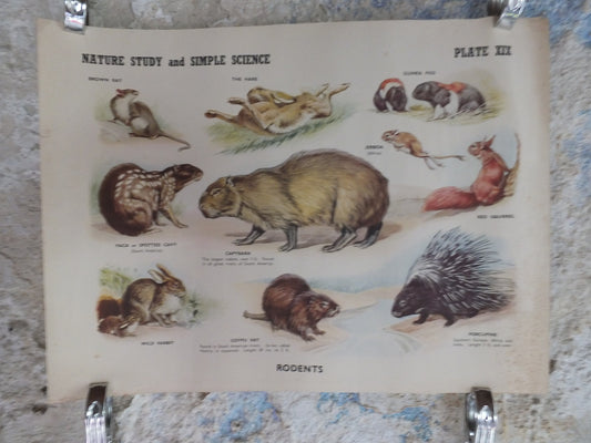 Original Vintage British Educational Poster Rodents rats mice animals flora nature porcupine rabbitprint wall art botanical 1950s