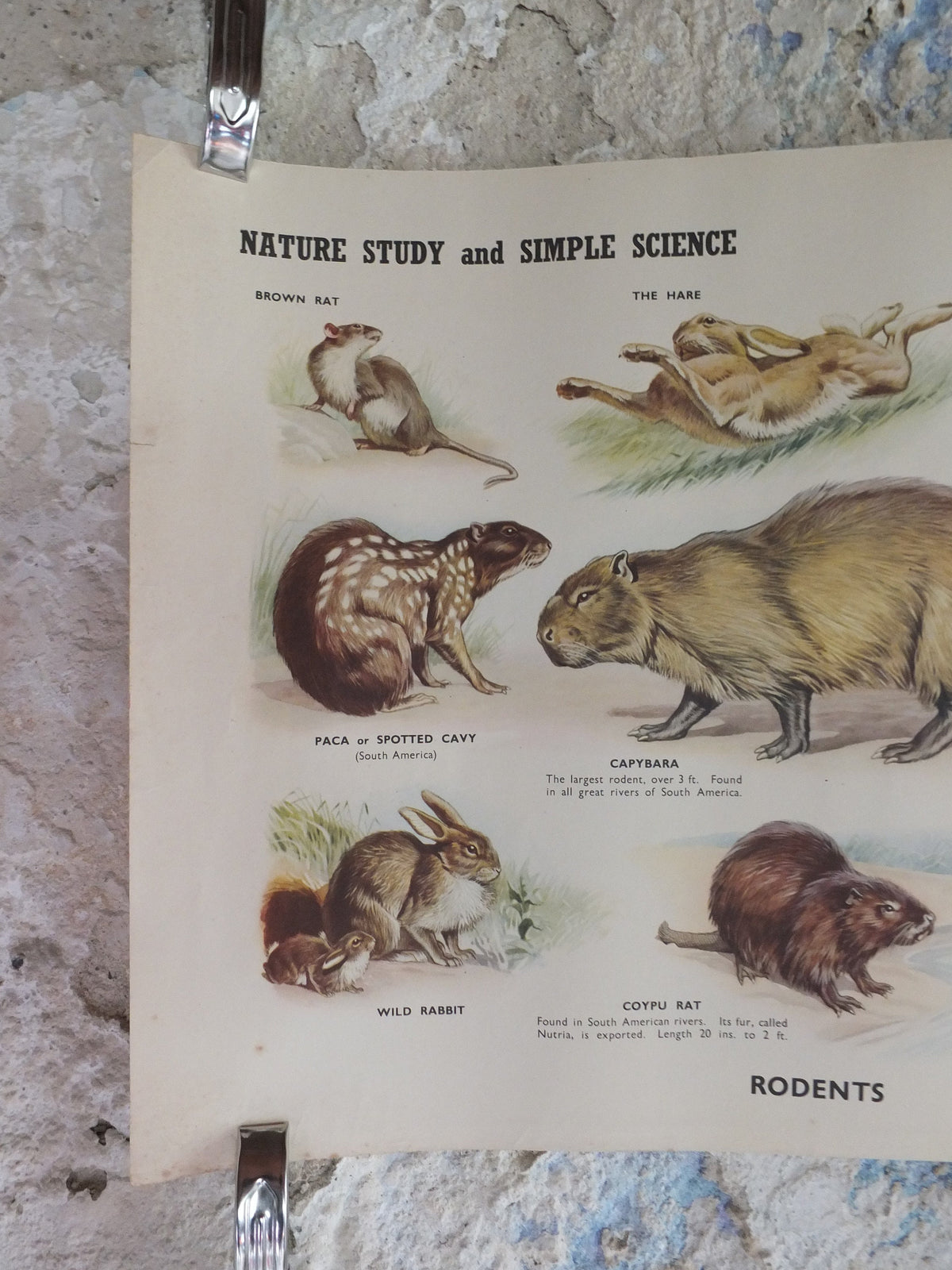 Original Vintage British Educational Poster Rodents rats mice animals flora nature porcupine rabbitprint wall art botanical 1950s