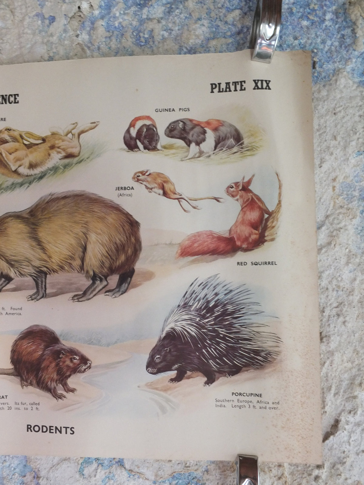 Original Vintage British Educational Poster Rodents rats mice animals flora nature porcupine rabbitprint wall art botanical 1950s