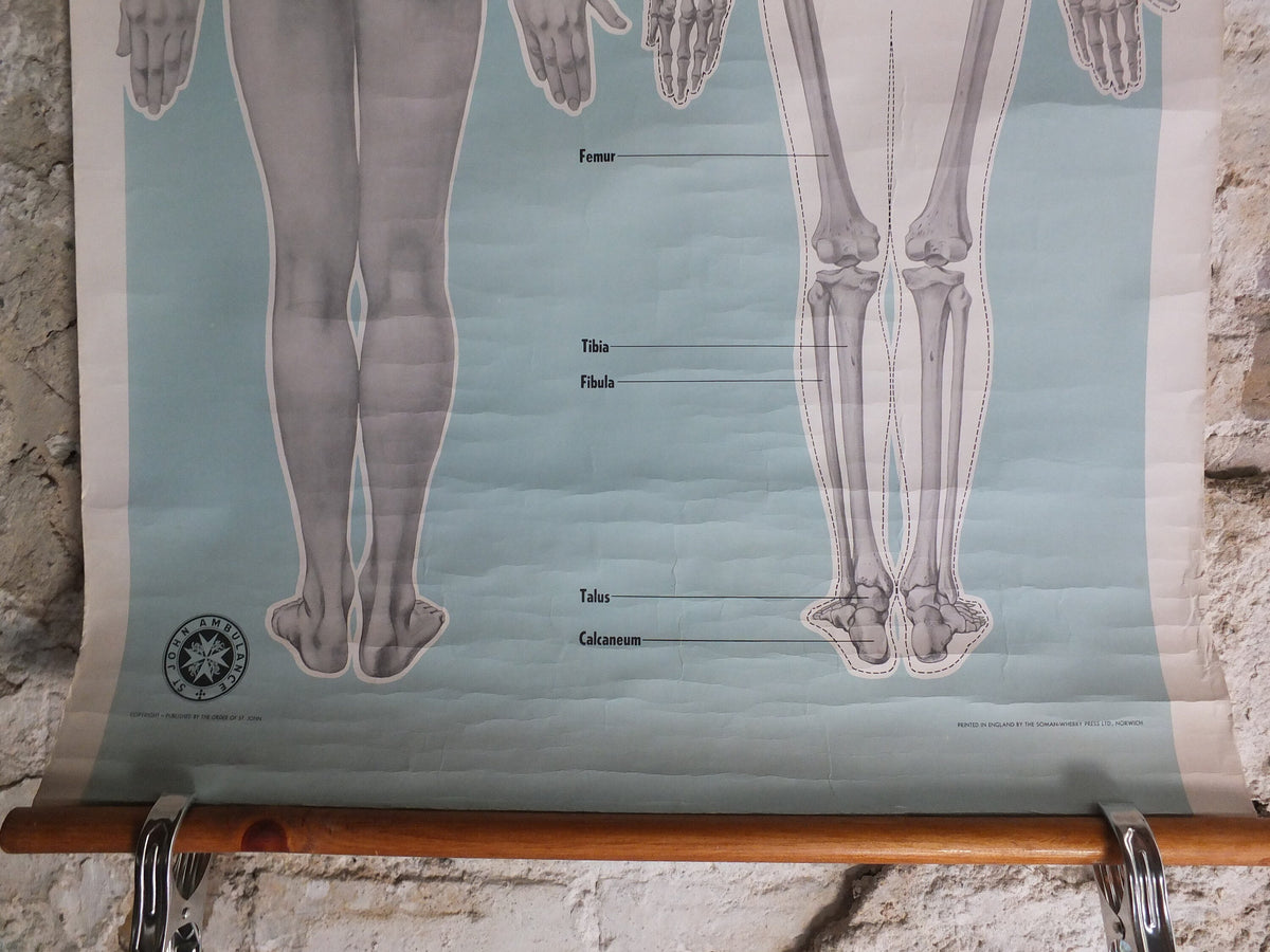 Original Vintage St Johns Ambulance Wall Chart human powder blue poster anatomical anatomy biology body medicine doctor wall art retro 1950s