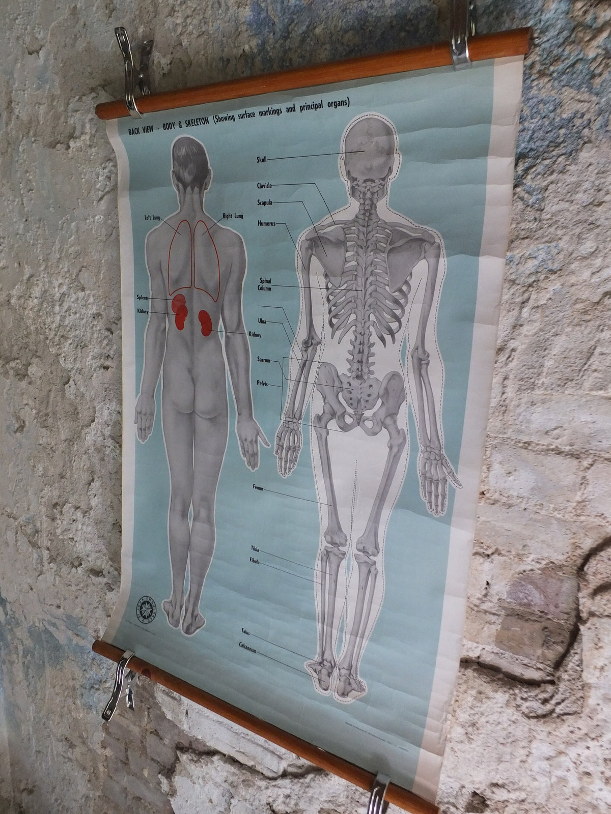 Original Vintage St Johns Ambulance Wall Chart human powder blue poster anatomical anatomy biology body medicine doctor wall art retro 1950s