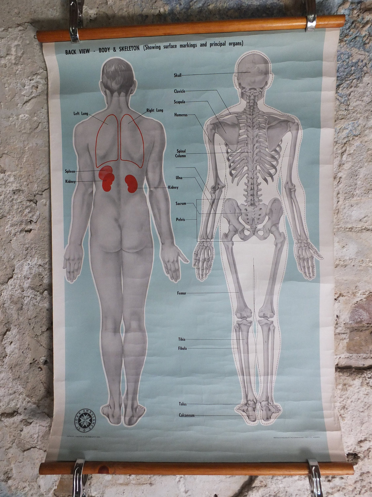 Original Vintage St Johns Ambulance Wall Chart human powder blue poster anatomical anatomy biology body medicine doctor wall art retro 1950s