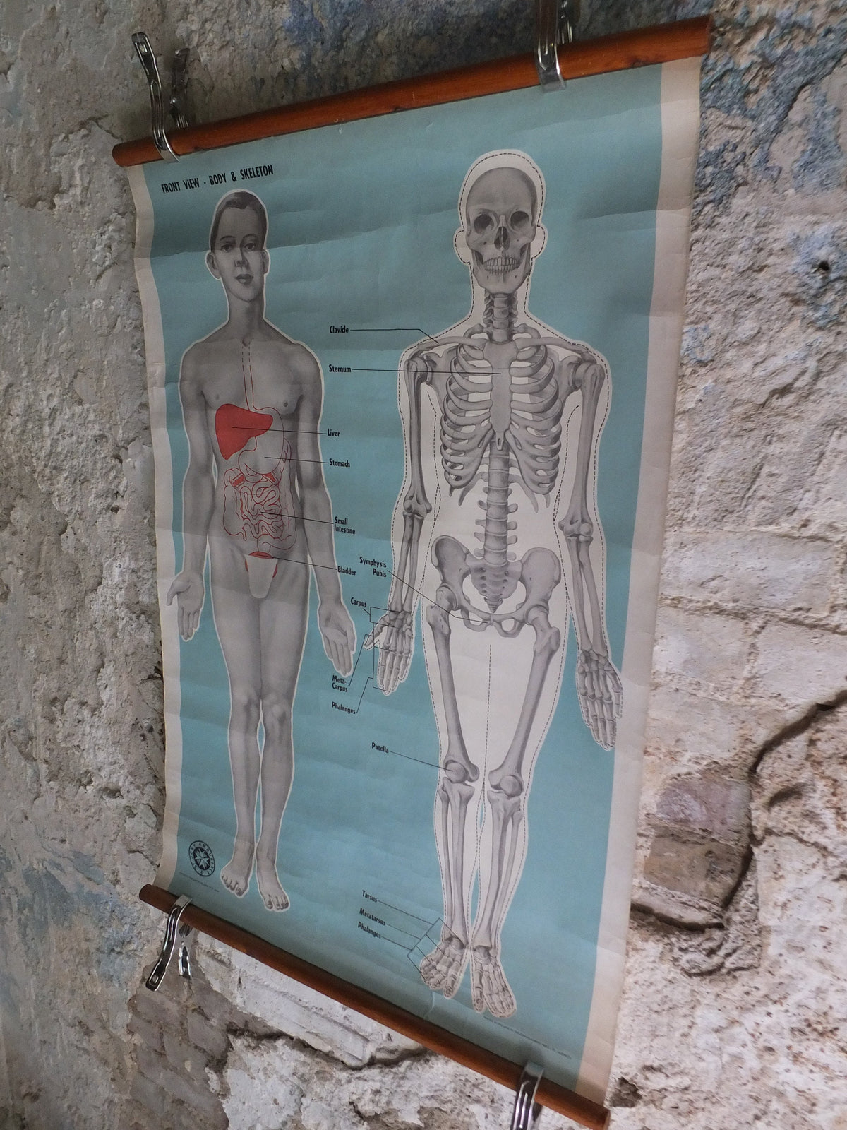 Original Vintage St Johns Ambulance Wall Chart human powder blue poster anatomical anatomy biology body medicine doctor wall art retro 1950s
