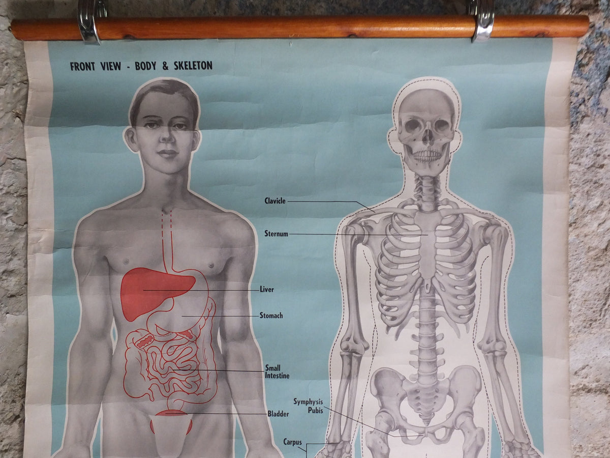Original Vintage St Johns Ambulance Wall Chart human powder blue poster anatomical anatomy biology body medicine doctor wall art retro 1950s