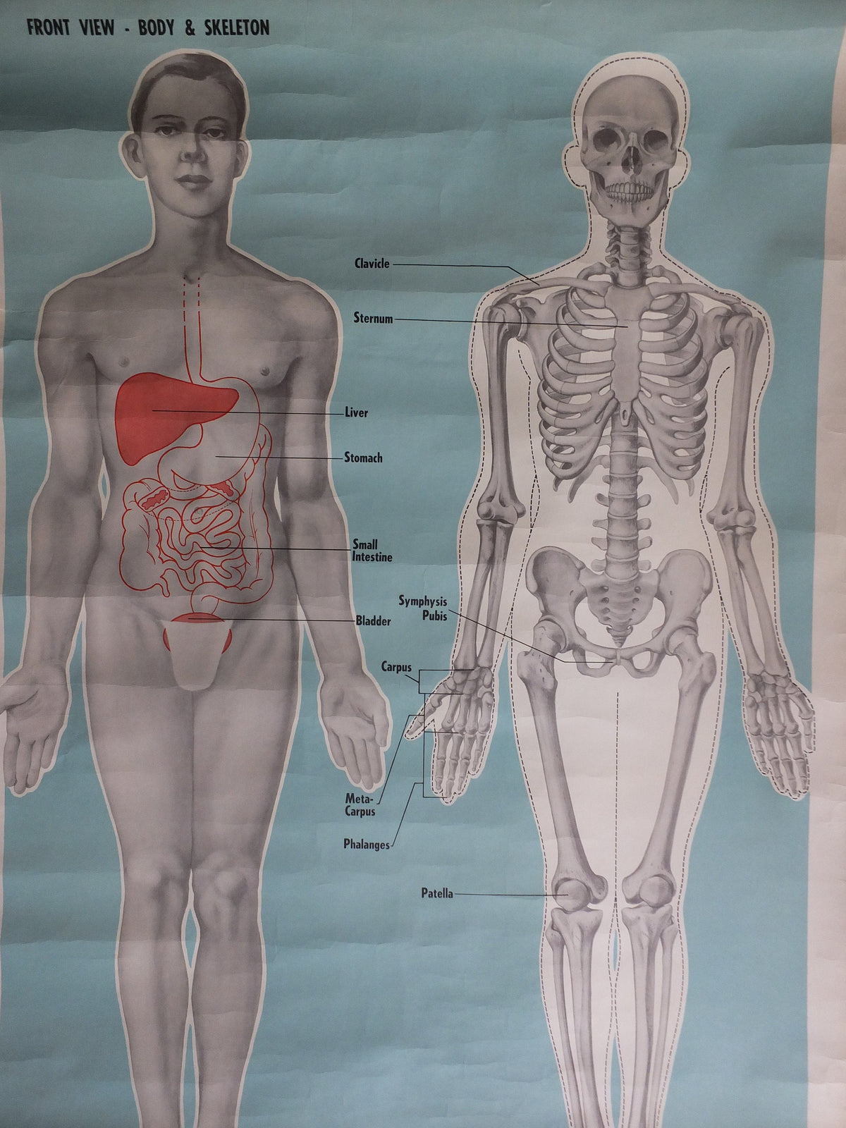 Original Vintage St Johns Ambulance Wall Chart human powder blue poster anatomical anatomy biology body medicine doctor wall art retro 1950s