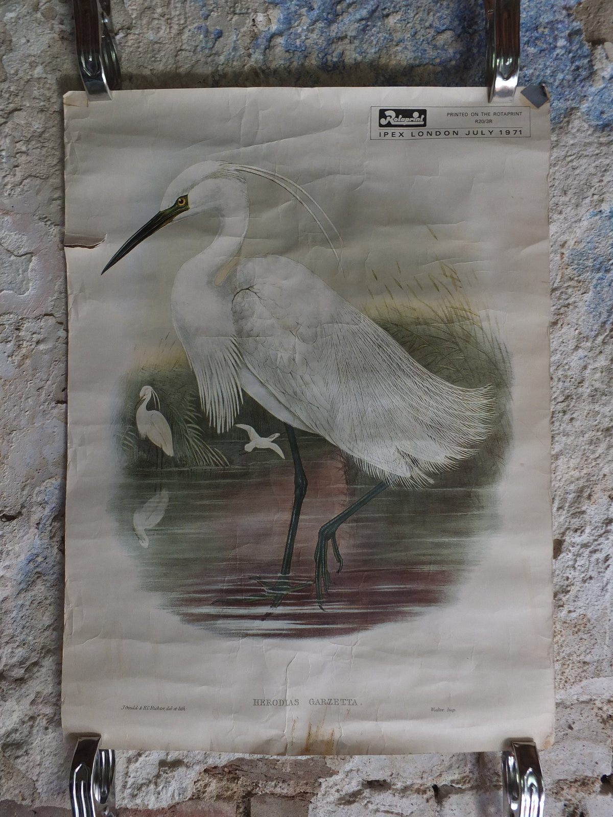 Vintage John Gould Birds Heron Herodias Garzetta Little Egret Ipex London Poster rotaprint exhibition wall art retro 1970s 1971