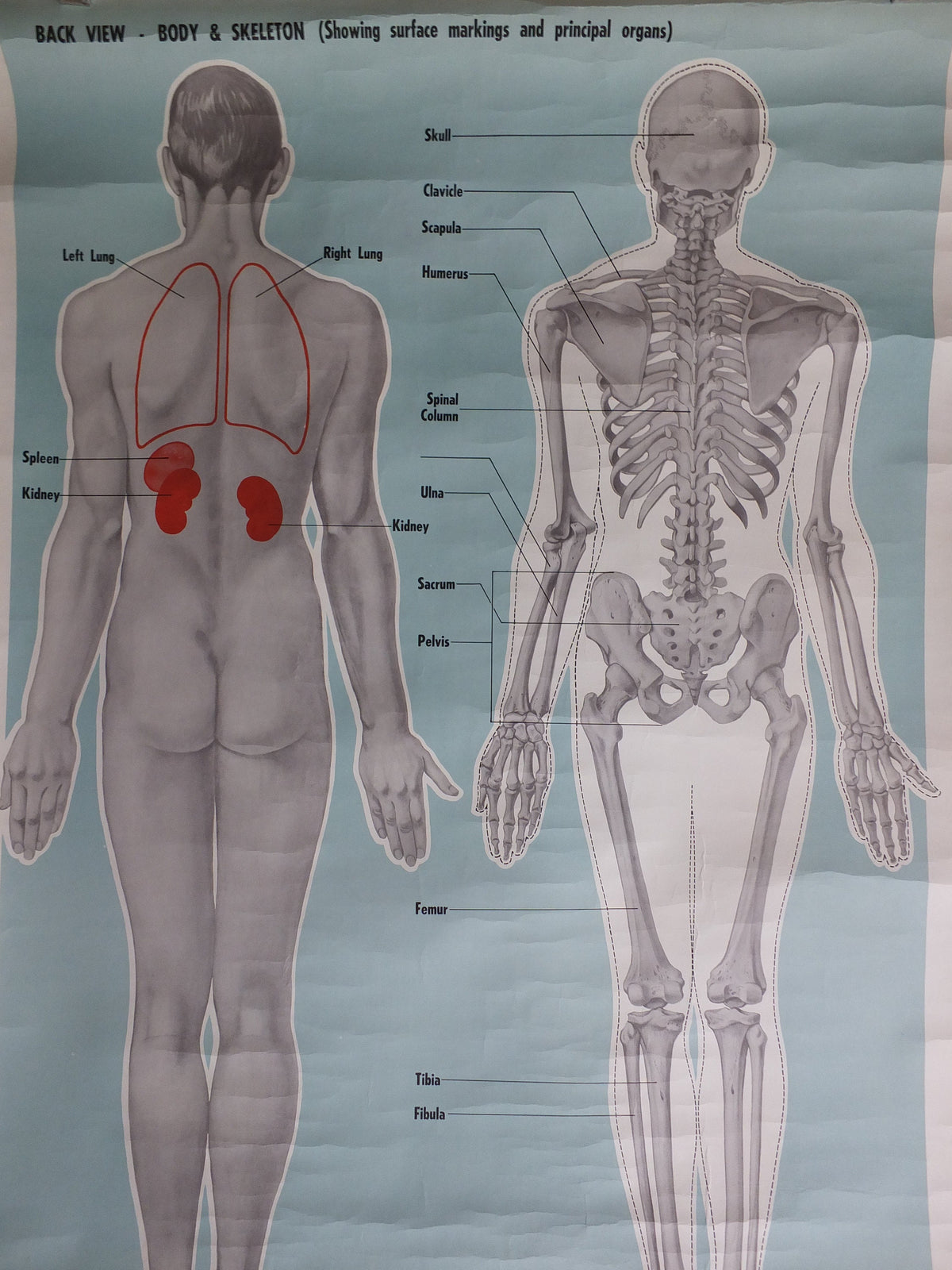 Original Vintage St Johns Ambulance Wall Chart human powder blue poster anatomical anatomy biology body medicine doctor wall art retro 1950s