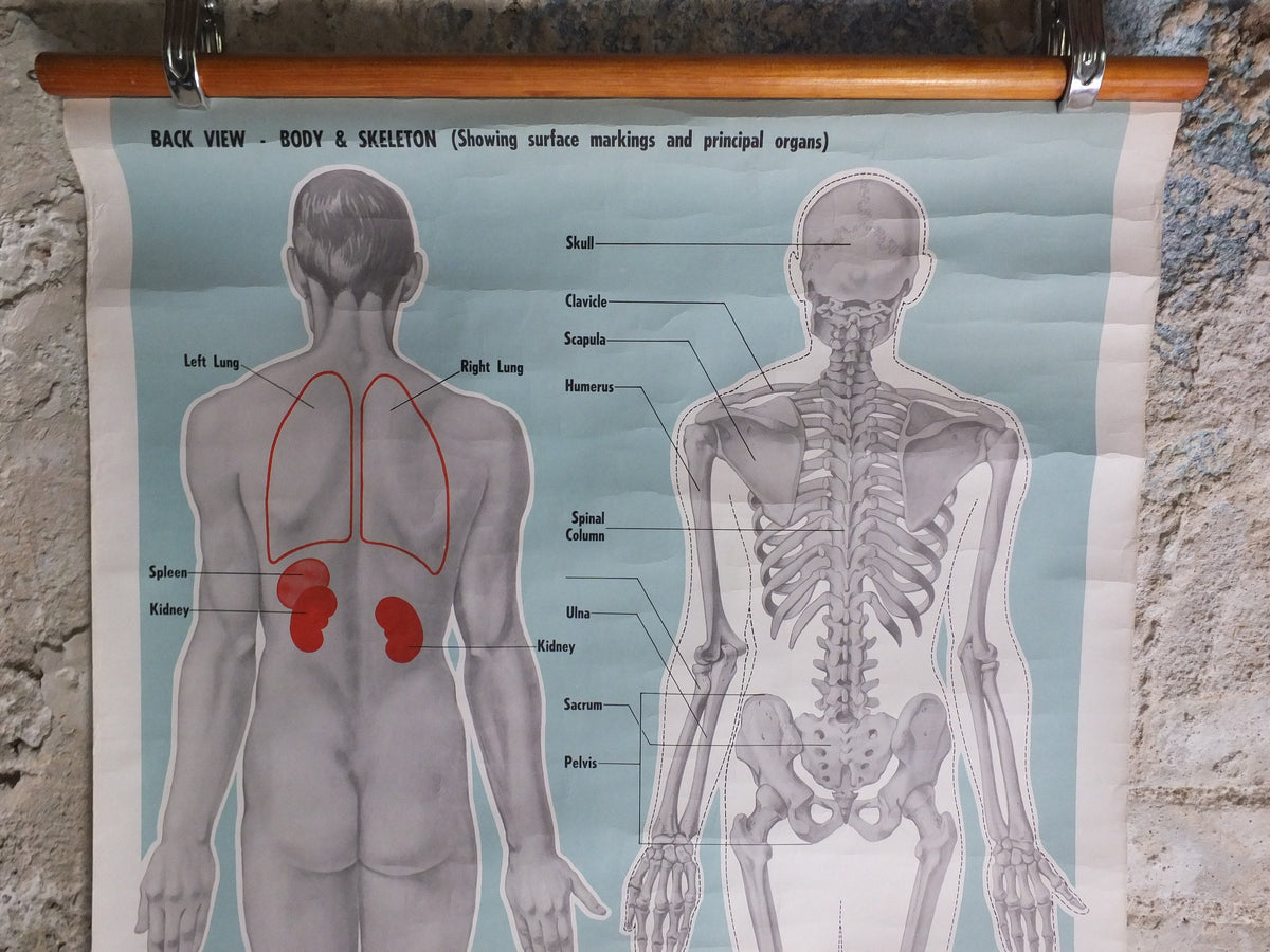 Original Vintage St Johns Ambulance Wall Chart human powder blue poster anatomical anatomy biology body medicine doctor wall art retro 1950s
