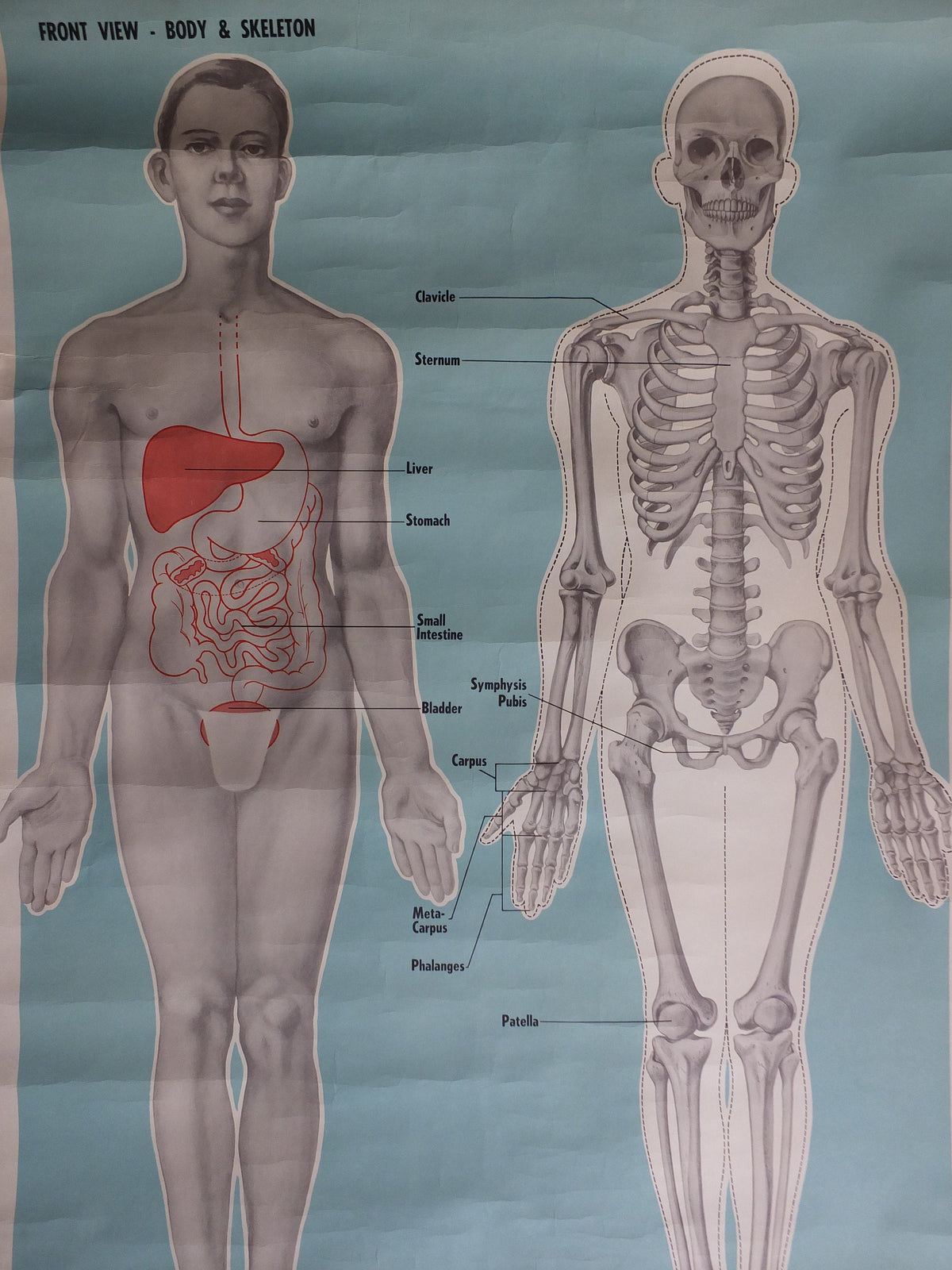Original Vintage St Johns Ambulance Wall Chart human powder blue poster anatomical anatomy biology body medicine doctor wall art retro 1950s