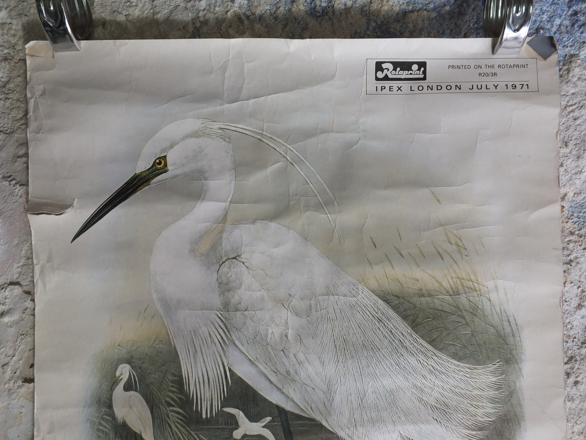 Vintage John Gould Birds Heron Herodias Garzetta Little Egret Ipex London Poster rotaprint exhibition wall art retro 1970s 1971