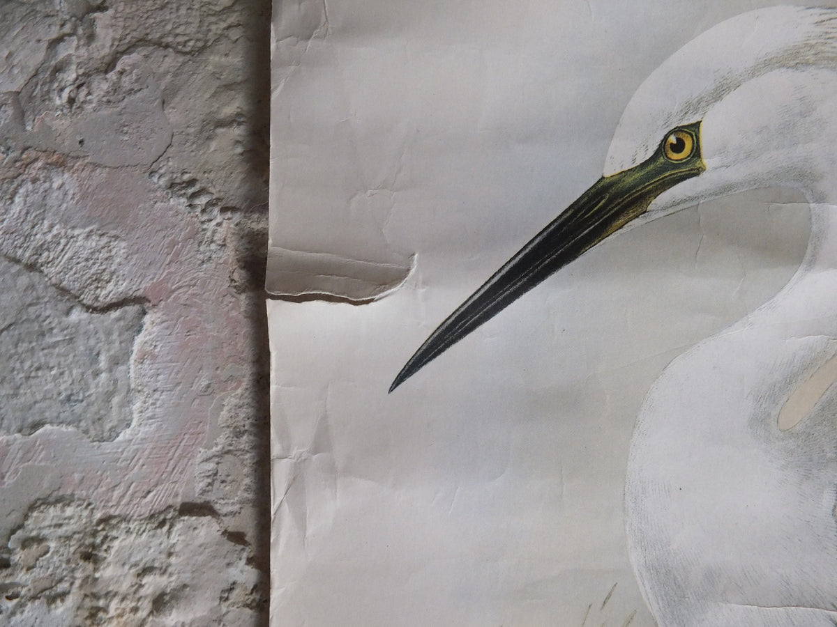 Vintage John Gould Birds Heron Herodias Garzetta Little Egret Ipex London Poster rotaprint exhibition wall art retro 1970s 1971