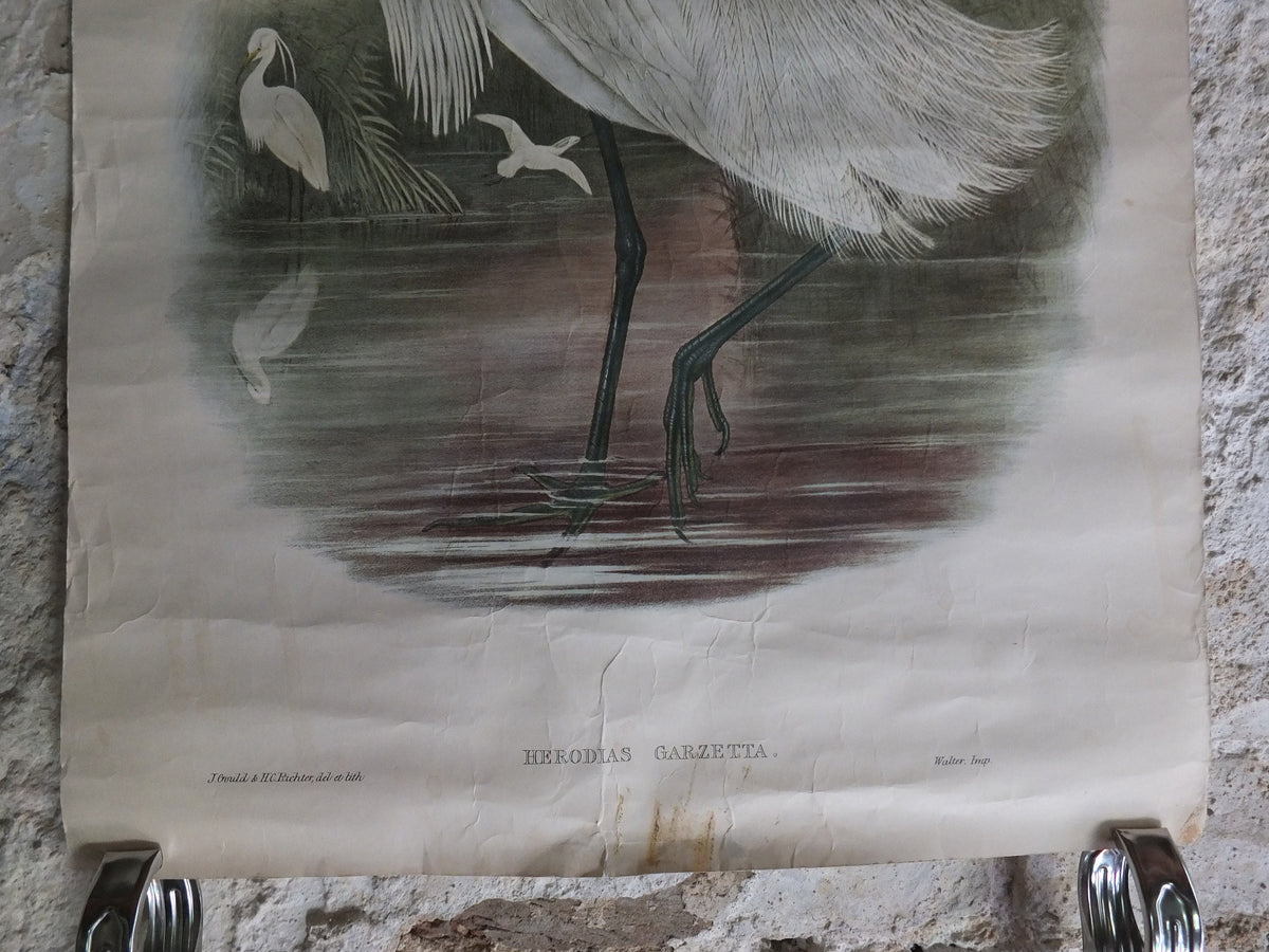 Vintage John Gould Birds Heron Herodias Garzetta Little Egret Ipex London Poster rotaprint exhibition wall art retro 1970s 1971