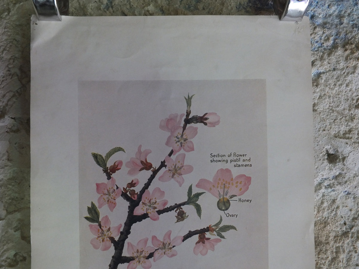 Original Vintage British Almond Educational Poster Fruits flora nature plant print wall art botanical 1940s