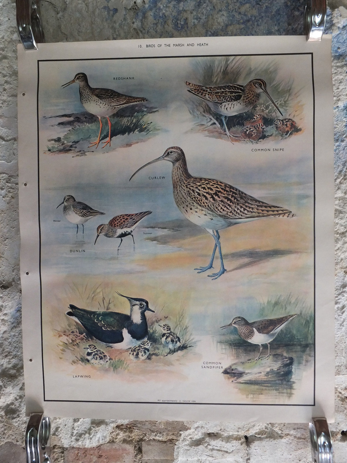 Original Vintage Macmillan Birds Nature Educational Poster redshank snipe dunlin curlew lapwing sandpiper print wall art ornithology 1950s