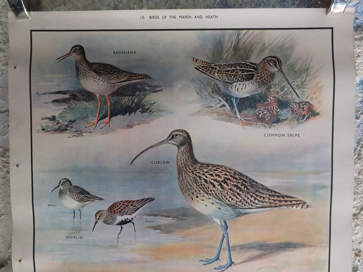 Original Vintage Macmillan Birds Nature Educational Poster redshank snipe dunlin curlew lapwing sandpiper print wall art ornithology 1950s