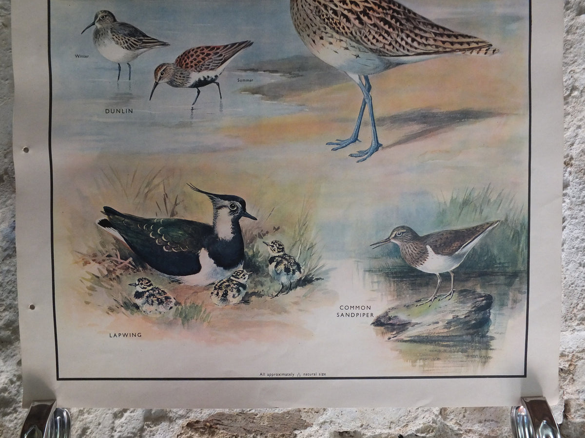 Original Vintage Macmillan Birds Nature Educational Poster redshank snipe dunlin curlew lapwing sandpiper print wall art ornithology 1950s
