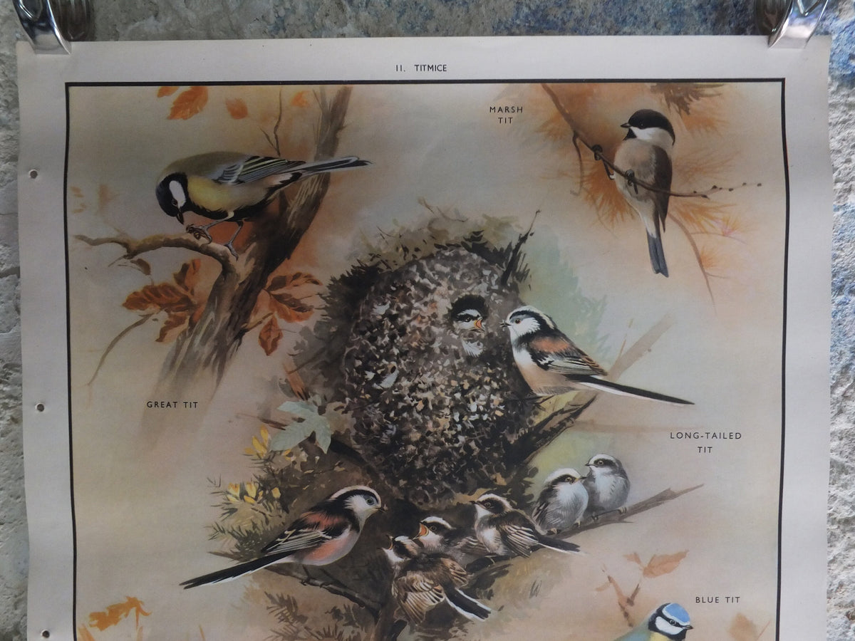 Original Vintage Macmillan Birds Nature Educational Poster great tit blue marsh long tailed coal print wall art ornithology 1950s