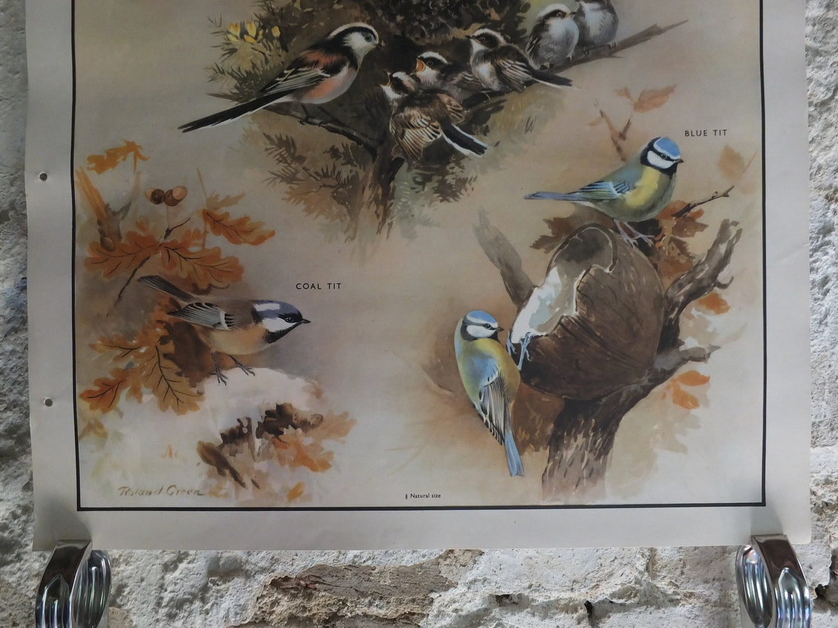 Original Vintage Macmillan Birds Nature Educational Poster great tit blue marsh long tailed coal print wall art ornithology 1950s