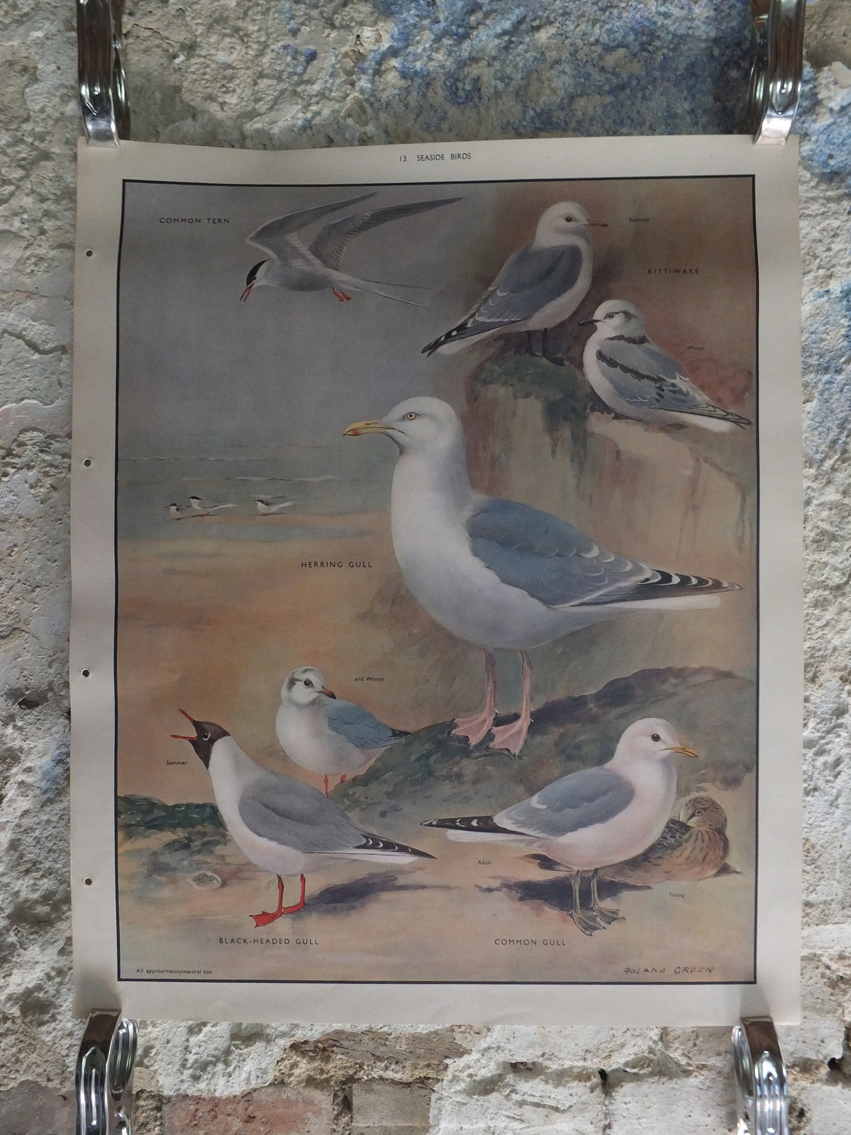 Original Vintage Macmillan Birds Nature Educational Poster tern kittewake herring sea common seagull print wall art ornithology 1950s