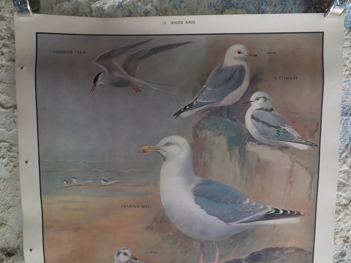 Original Vintage Macmillan Birds Nature Educational Poster tern kittewake herring sea common seagull print wall art ornithology 1950s