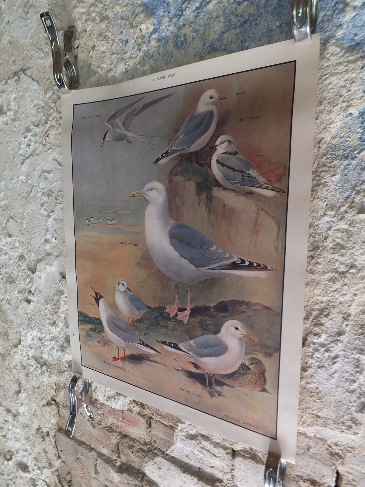 Original Vintage Macmillan Birds Nature Educational Poster tern kittewake herring sea common seagull print wall art ornithology 1950s