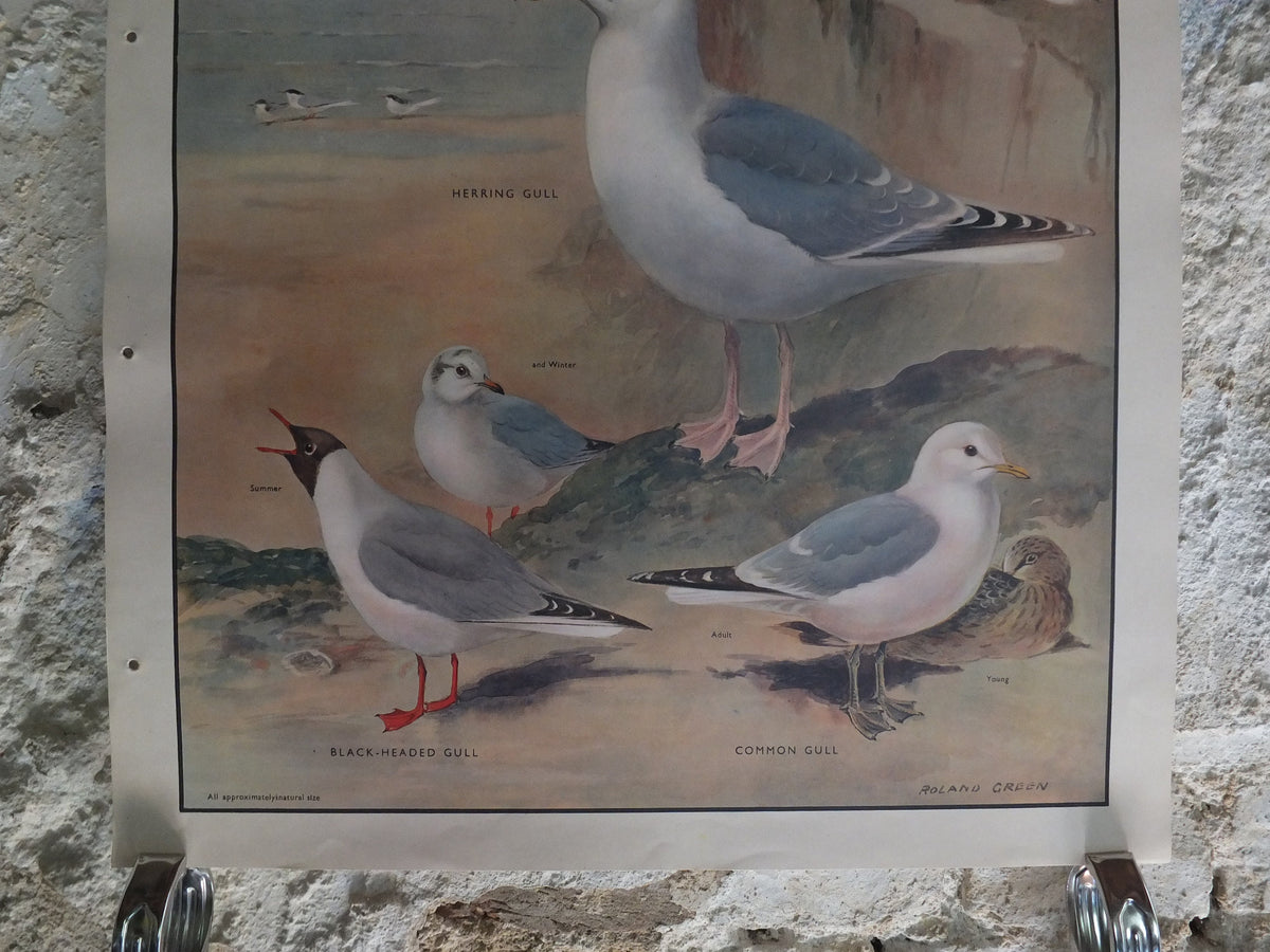 Original Vintage Macmillan Birds Nature Educational Poster tern kittewake herring sea common seagull print wall art ornithology 1950s