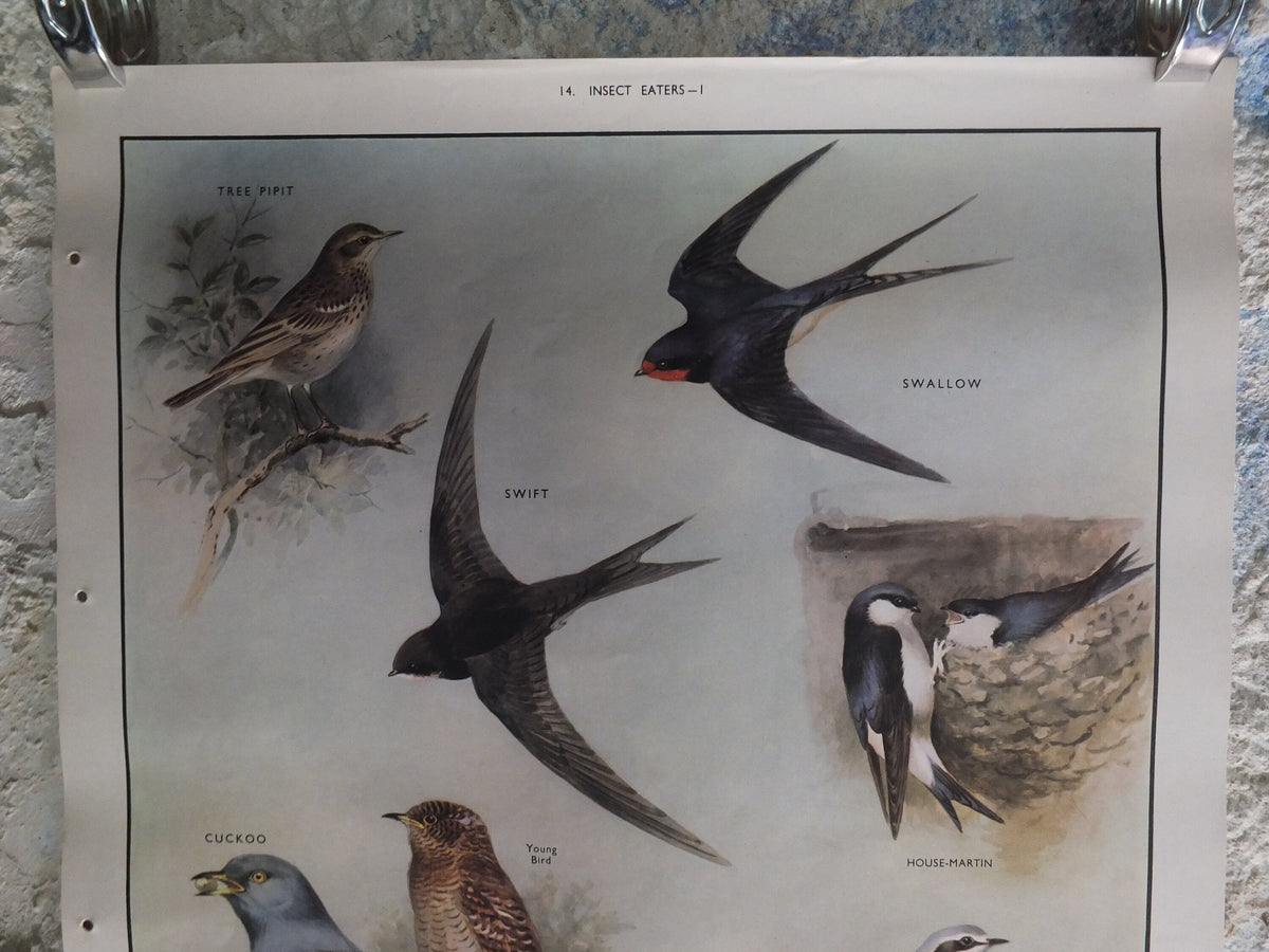 Original Vintage Macmillan Birds Nature Educational Poster pipit swallow swift cuckoo house martin wheatear print wall art ornithology 1950s