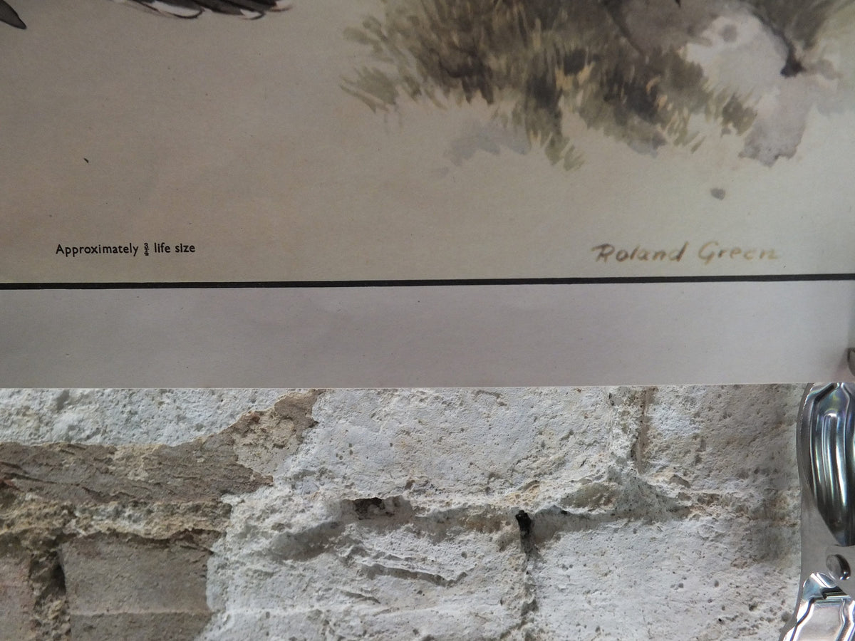 Original Vintage Macmillan Birds Nature Educational Poster pipit swallow swift cuckoo house martin wheatear print wall art ornithology 1950s