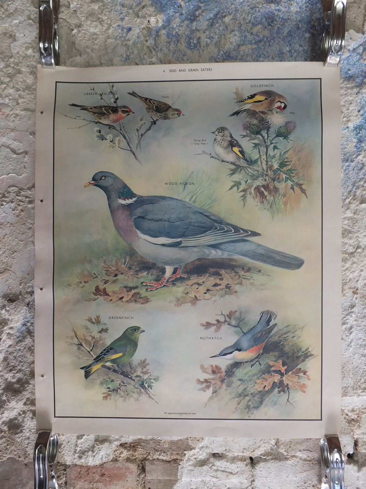 Original Vintage Macmillan Birds Nature Educational Poster Wood Pigeon Goldfinch Pull Greenfinch Nuthatch print wall art ornithology 1950s