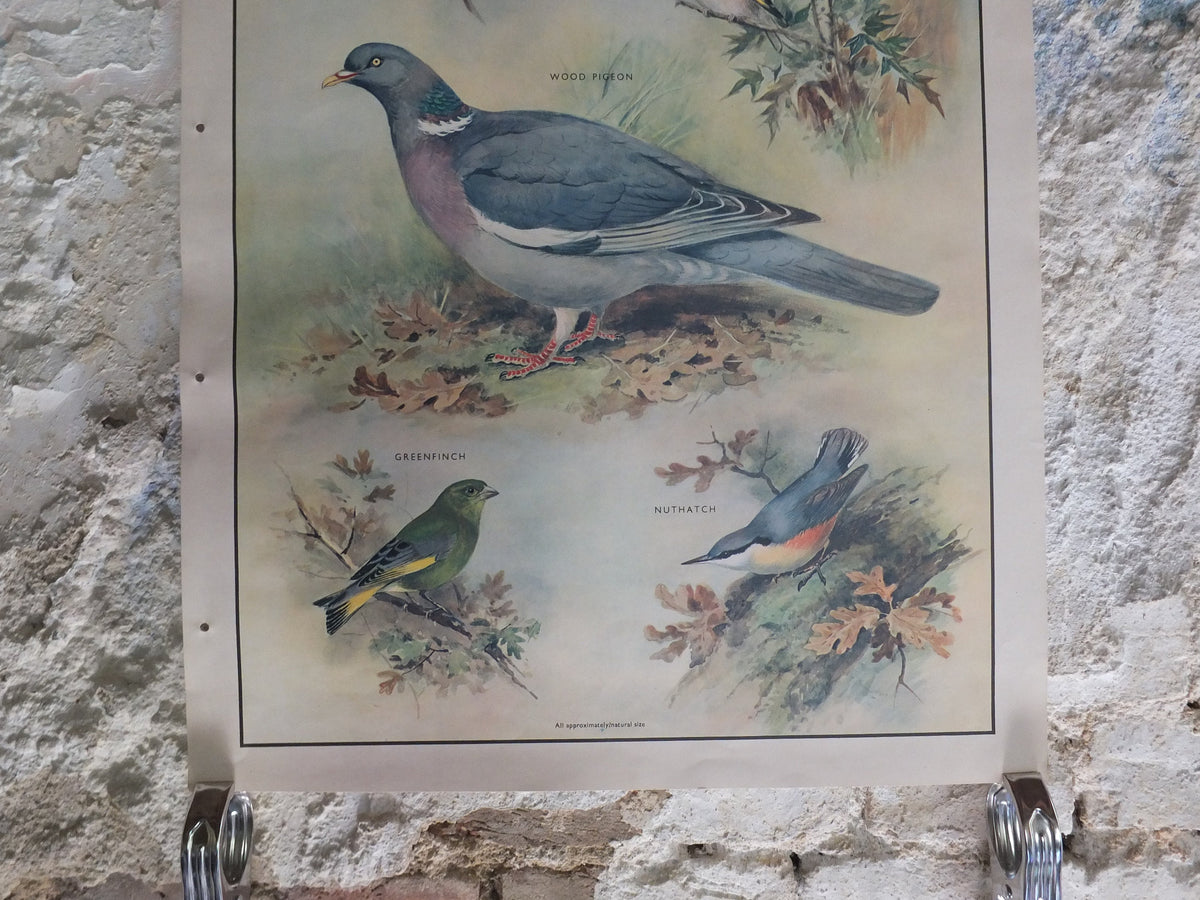 Original Vintage Macmillan Birds Nature Educational Poster Wood Pigeon Goldfinch Pull Greenfinch Nuthatch print wall art ornithology 1950s