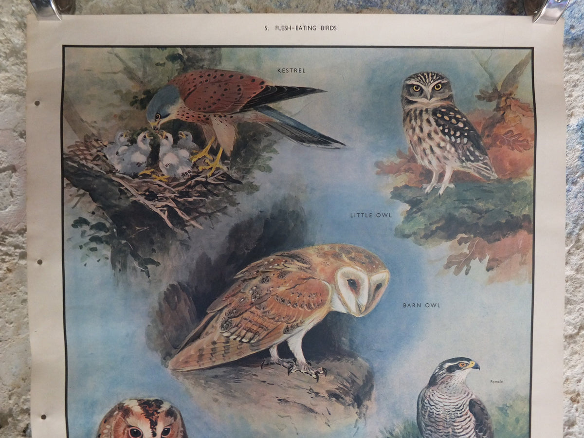 Original Vintage Macmillan Birds Nature Educational Poster Barn Owl Kestrel Little Owl Brown Sparrow Hawk print wall art ornithology 1950s