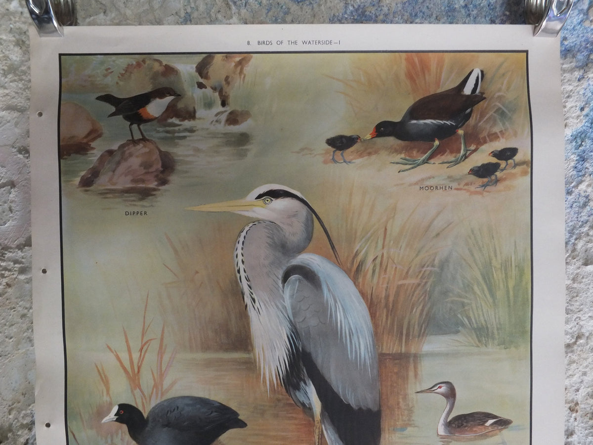 Original Vintage Macmillan Birds Nature Educational Poster Heron Dipper Moorhen Coot Great Creasted Grebe print wall art ornithology 1950s
