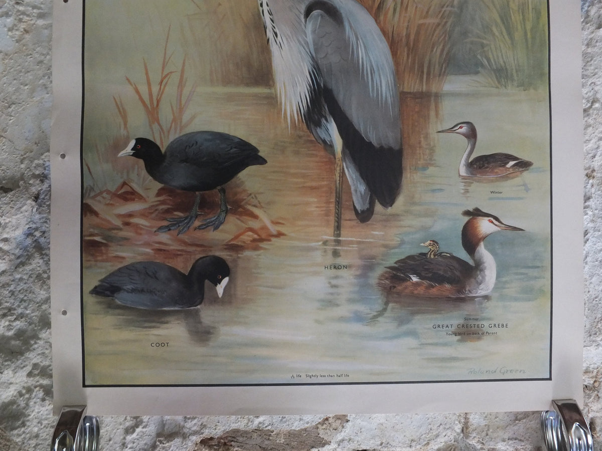 Original Vintage Macmillan Birds Nature Educational Poster Heron Dipper Moorhen Coot Great Creasted Grebe print wall art ornithology 1950s