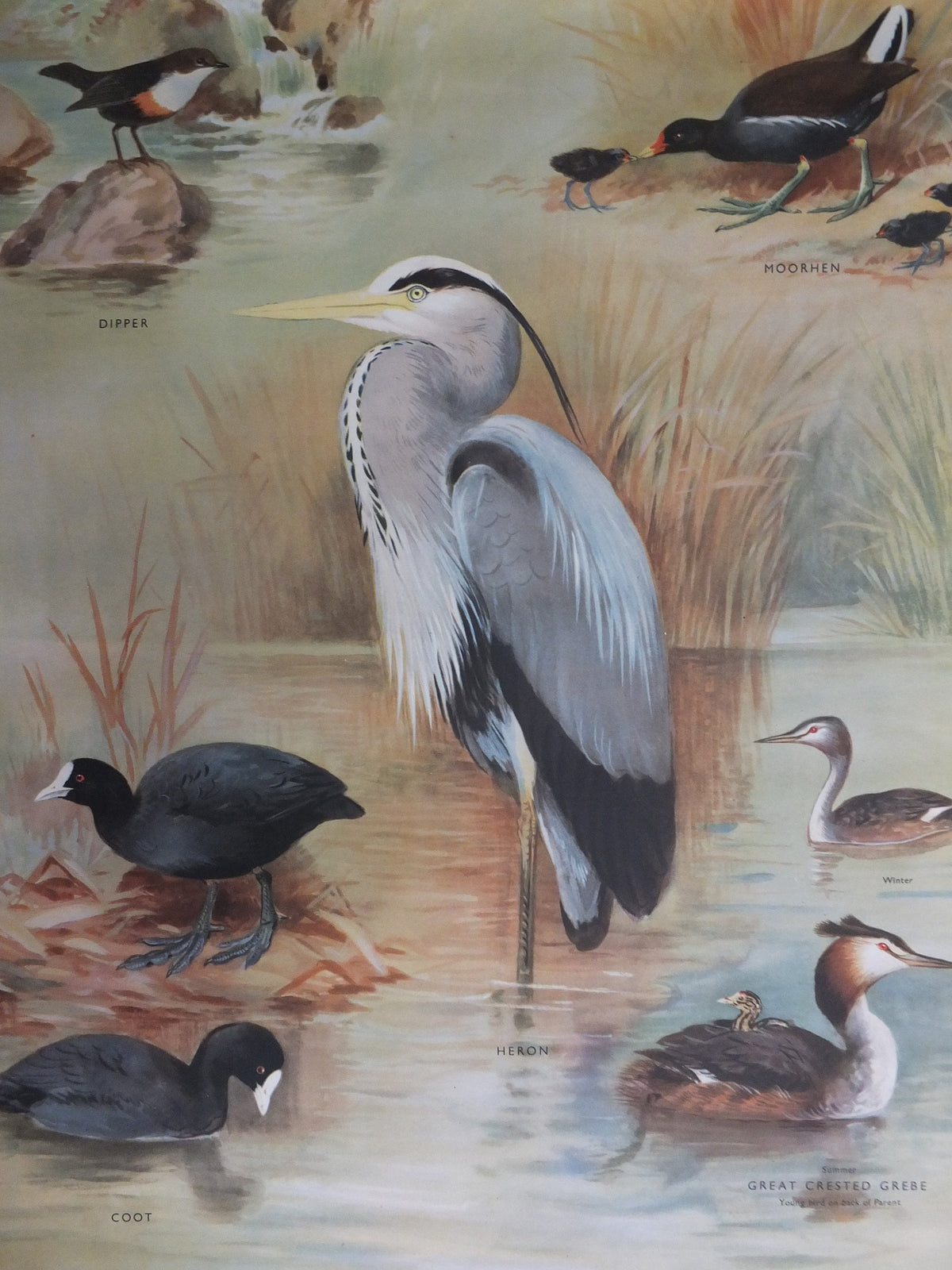 Original Vintage Macmillan Birds Nature Educational Poster Heron Dipper Moorhen Coot Great Creasted Grebe print wall art ornithology 1950s