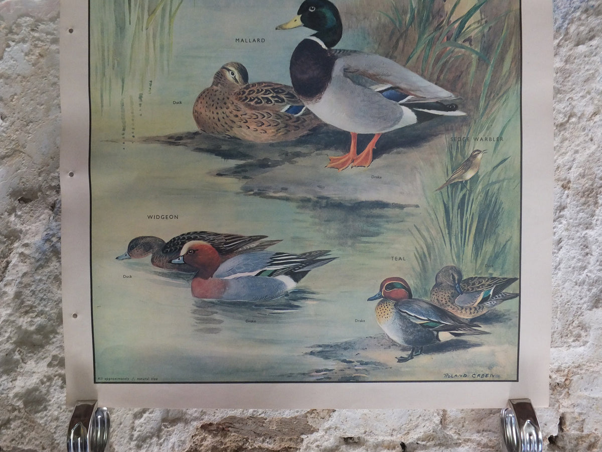 Original Vintage Macmillan Birds Nature Educational Poster Mallard Duck Warbler Widgeon Kingfisher Teal print wall art ornithology 1950s