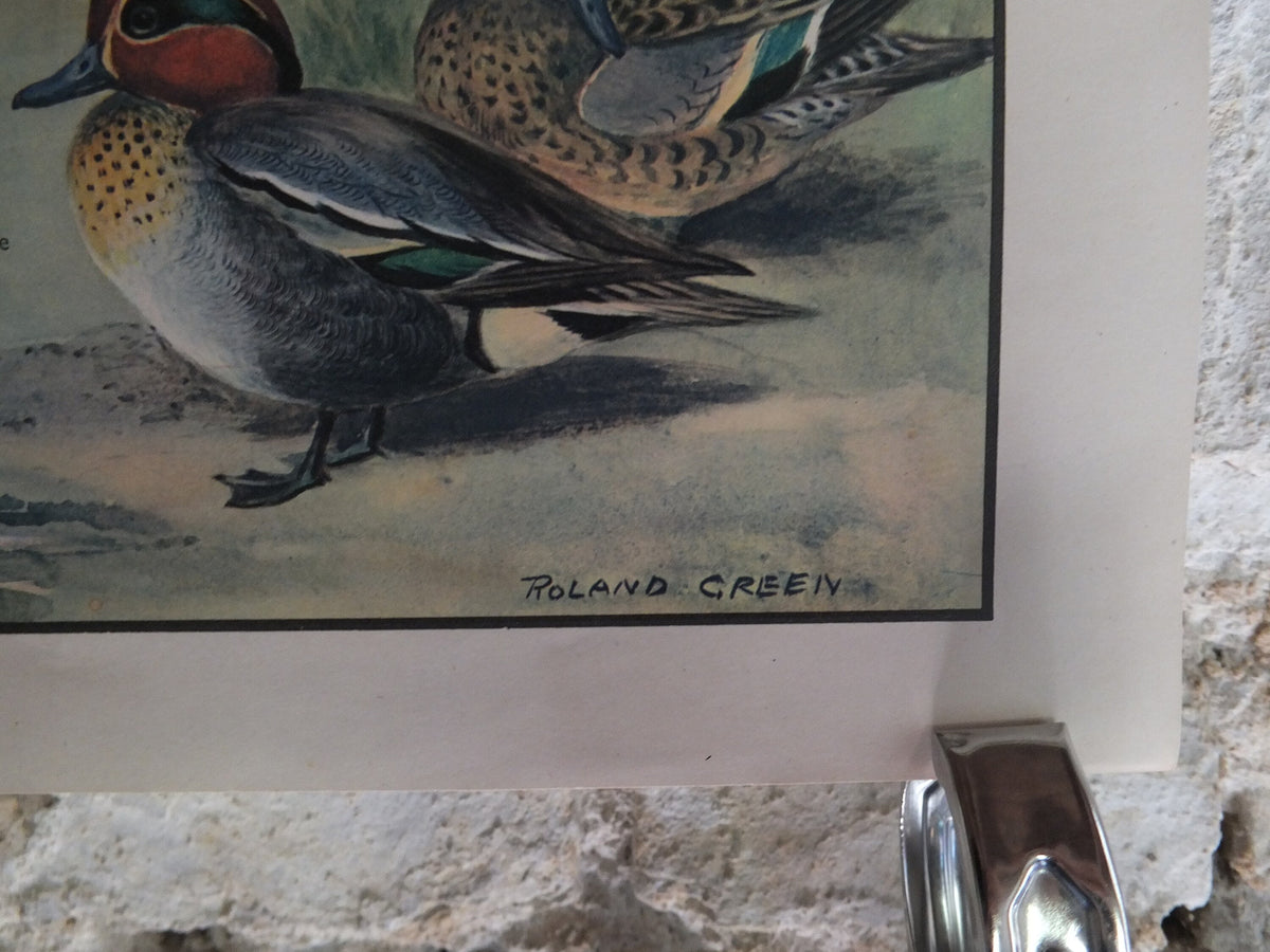 Original Vintage Macmillan Birds Nature Educational Poster Mallard Duck Warbler Widgeon Kingfisher Teal print wall art ornithology 1950s