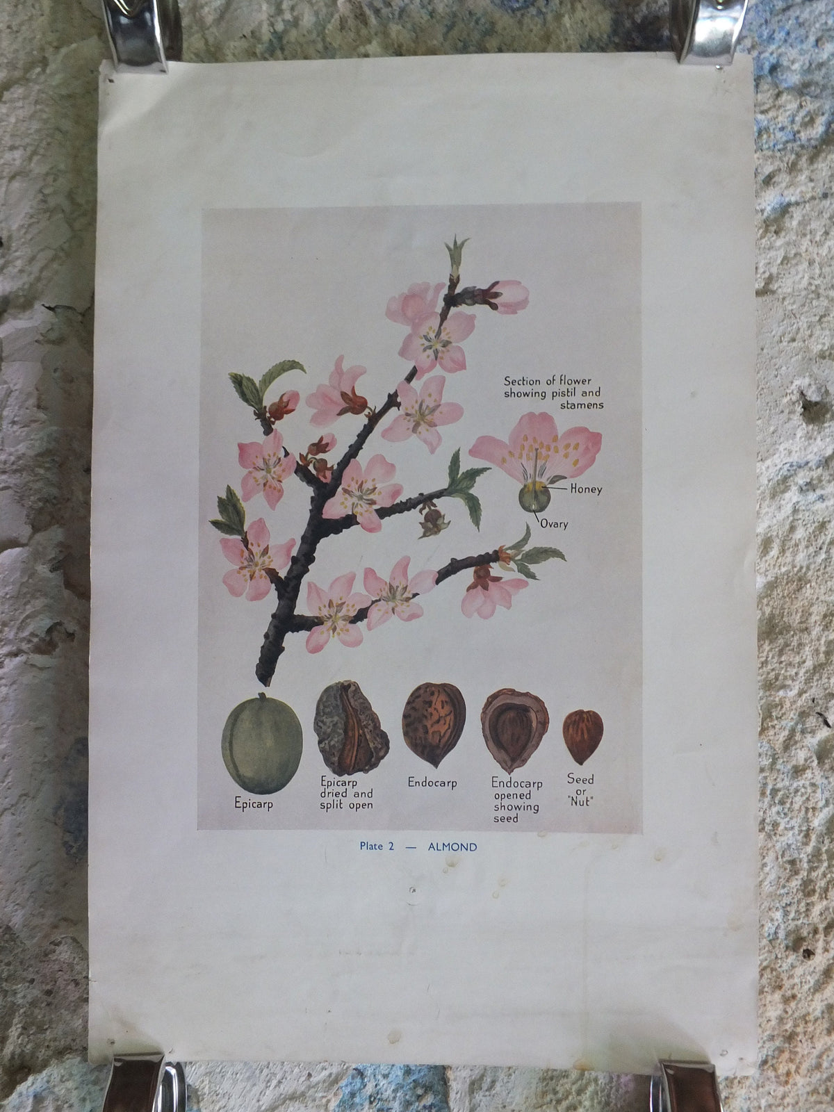 Original Vintage British Almond Educational Poster Fruits flora nature plant print wall art botanical 1940s