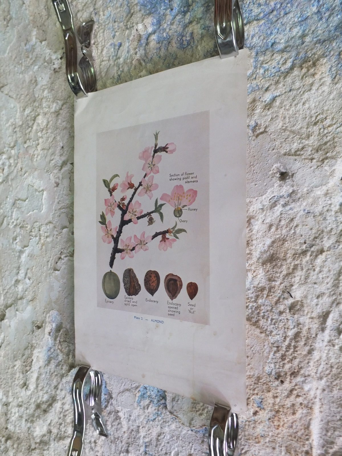 Original Vintage British Almond Educational Poster Fruits flora nature plant print wall art botanical 1940s