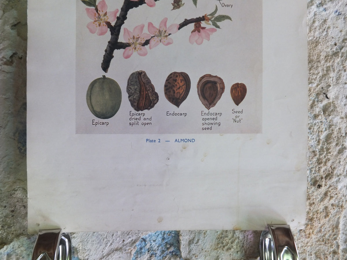 Original Vintage British Almond Educational Poster Fruits flora nature plant print wall art botanical 1940s
