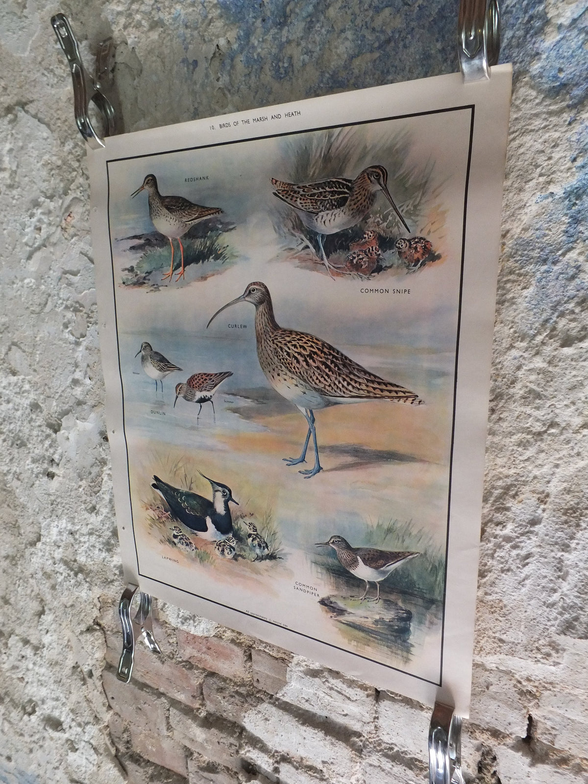 Original Vintage Macmillan Birds Nature Educational Poster redshank snipe dunlin curlew lapwing sandpiper print wall art ornithology 1950s