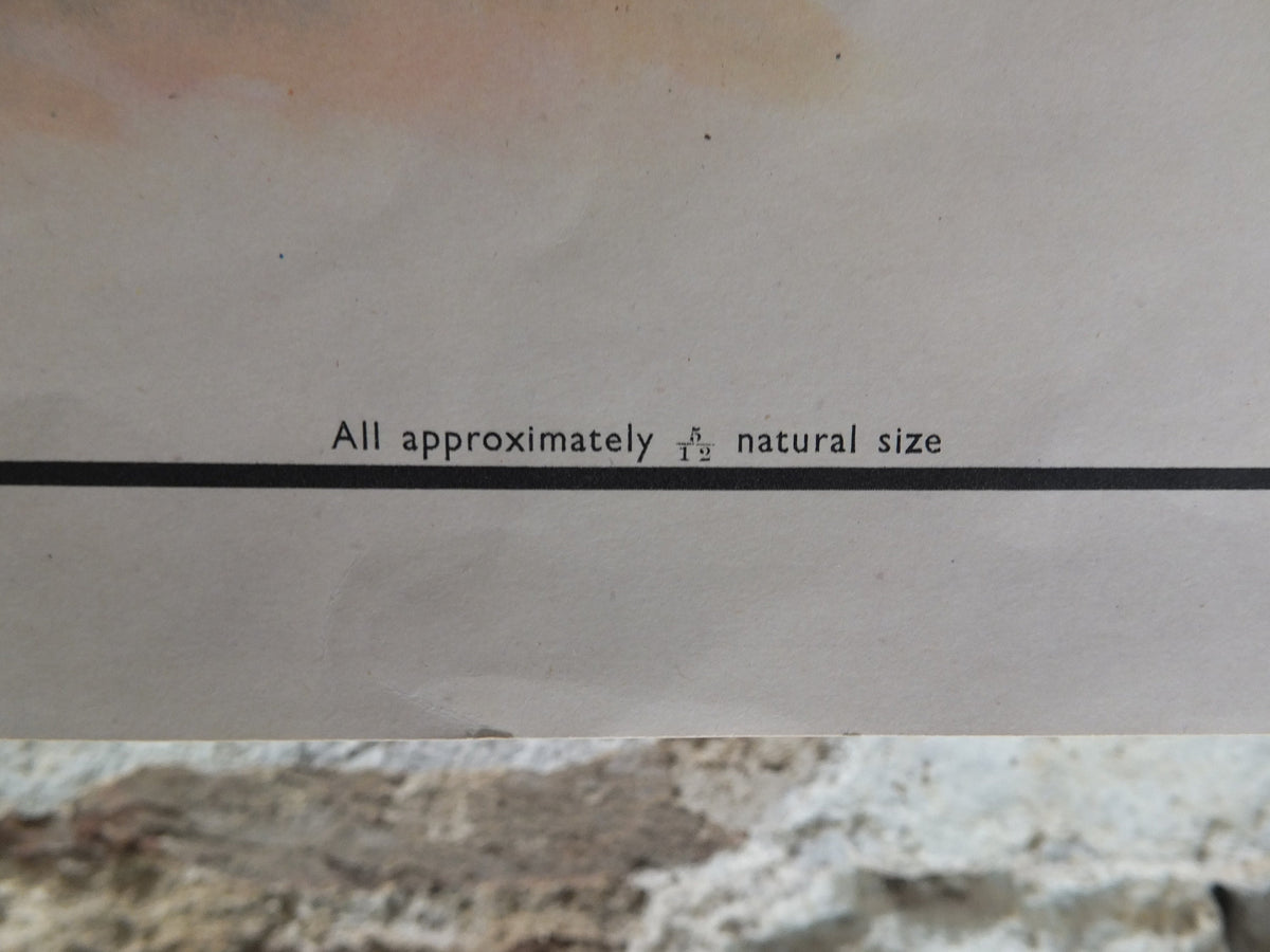 Original Vintage Macmillan Birds Nature Educational Poster redshank snipe dunlin curlew lapwing sandpiper print wall art ornithology 1950s