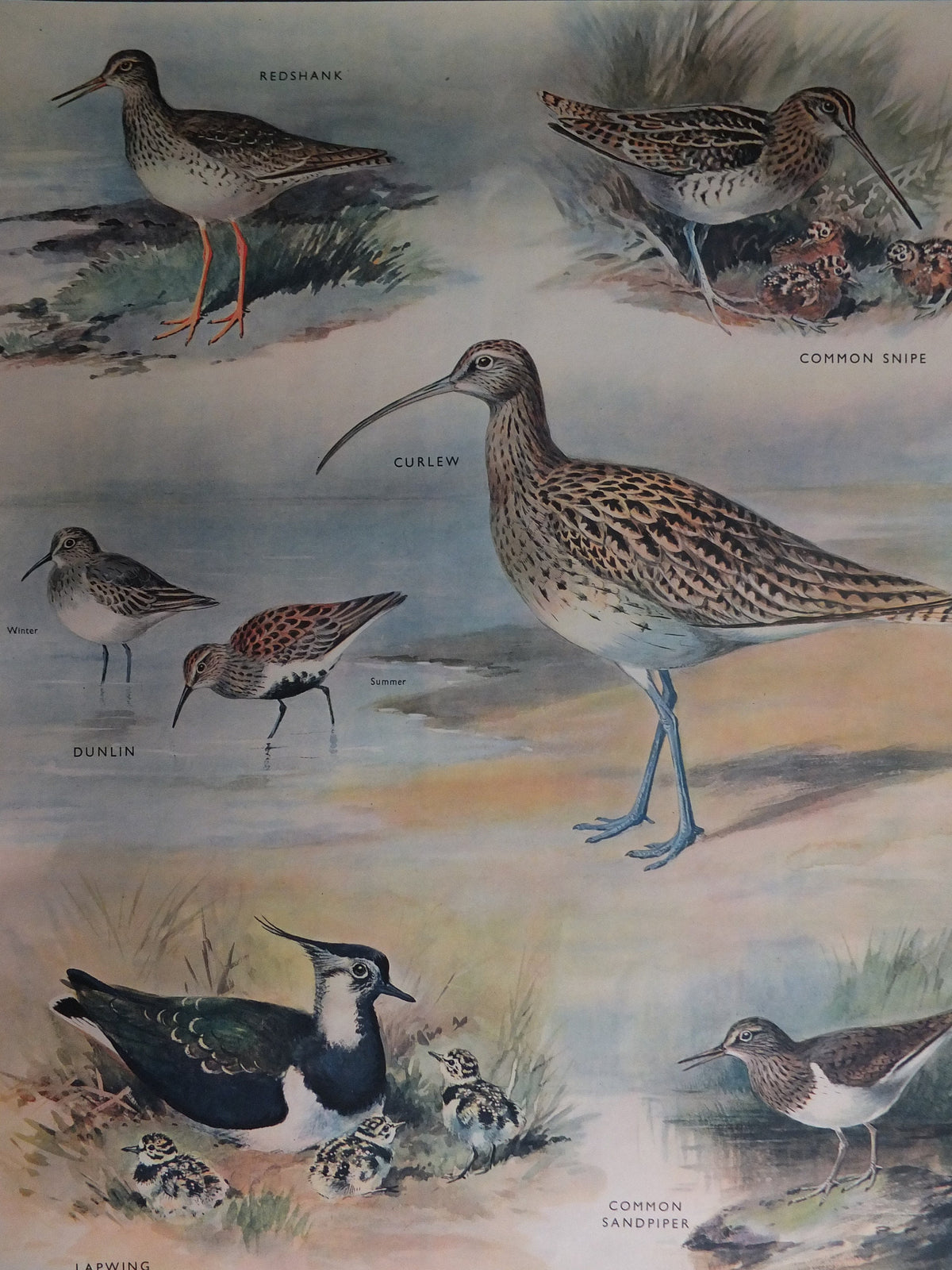 Original Vintage Macmillan Birds Nature Educational Poster redshank snipe dunlin curlew lapwing sandpiper print wall art ornithology 1950s