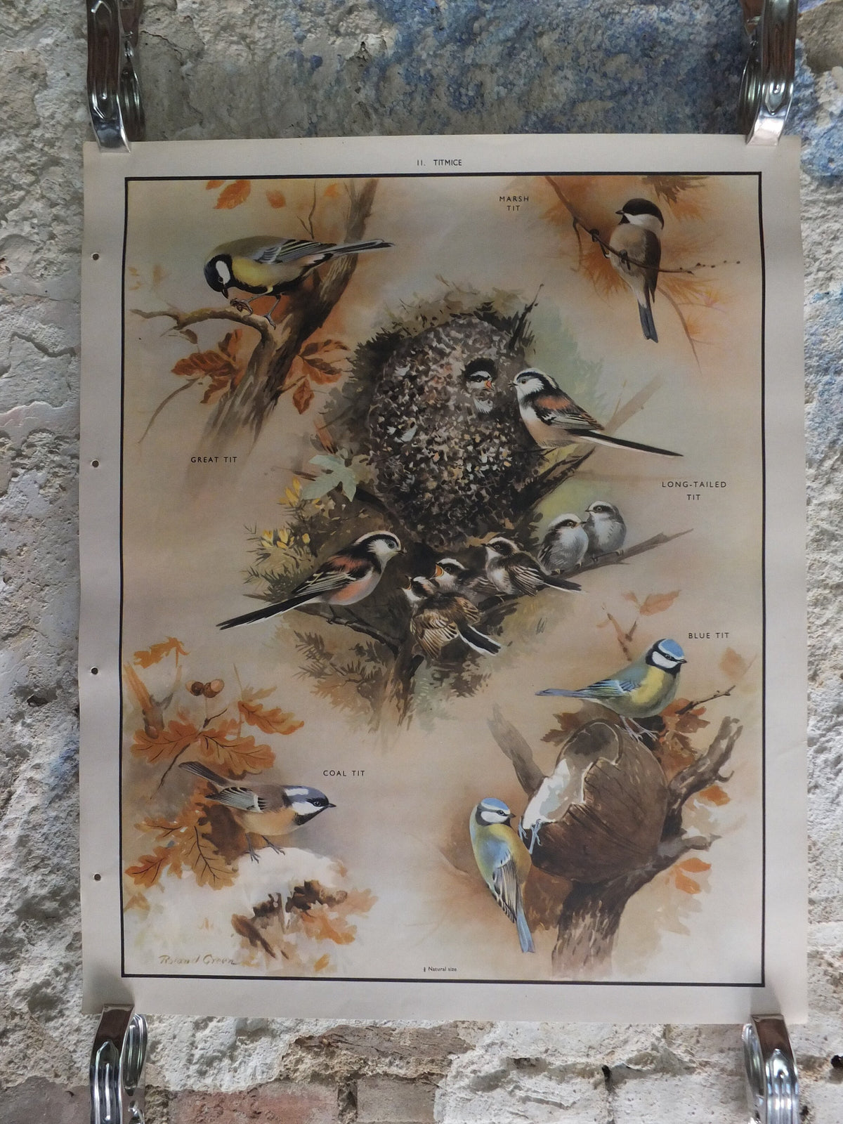 Original Vintage Macmillan Birds Nature Educational Poster great tit blue marsh long tailed coal print wall art ornithology 1950s